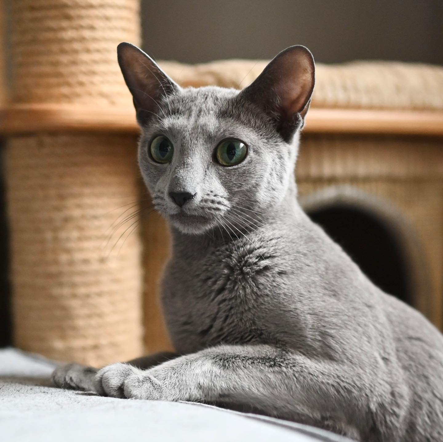 Russian Blue Sire - Champion Bloodline